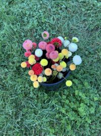 Seed Mixed dahlia