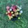 Seed Mixed dahlia