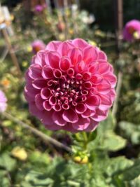 Florelie Lizzy Lou