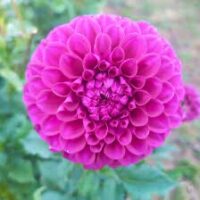 Seed of Glenmarc Lorena