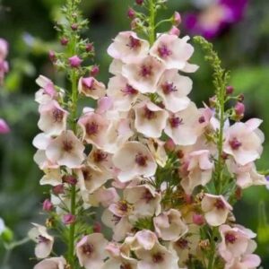 Verbascum