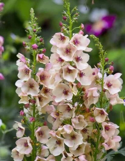 Verbascum