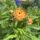 Paper daisy