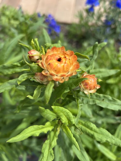 Paper daisy