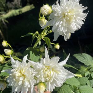 img_3123 Tree Dahlia