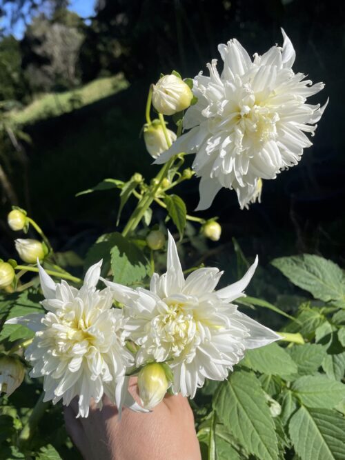 Tree Dahlia