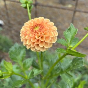 img_3366 Hansfords Honey Pom