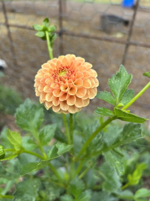 Hansfords Honey Pom