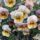 Pansy mix