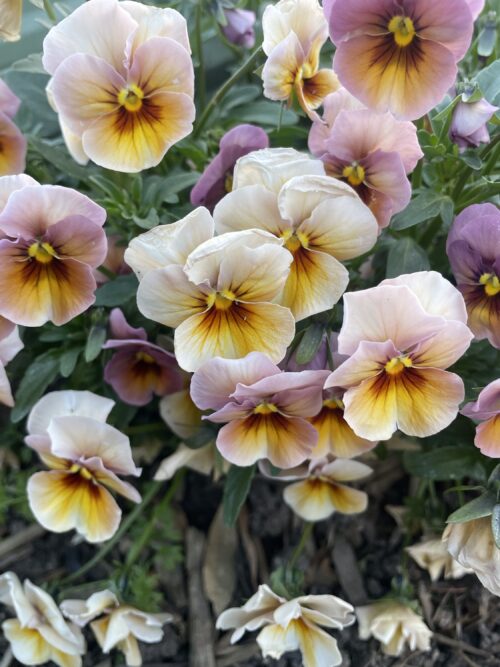 Pansy mix