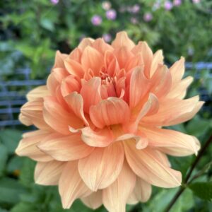 img_3546 Unknown Orange