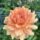 Unknown Orange