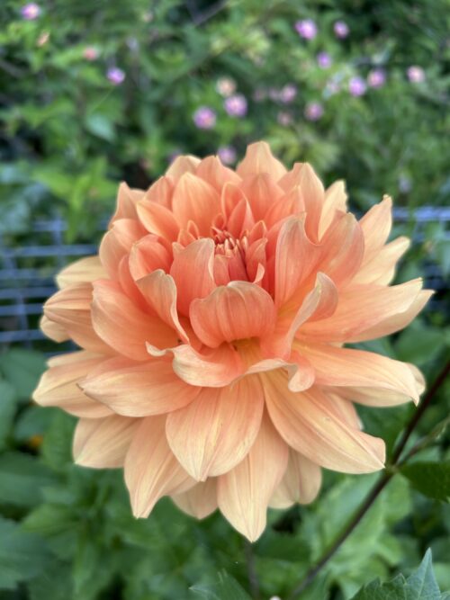Unknown Orange