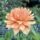 Unknown Orange