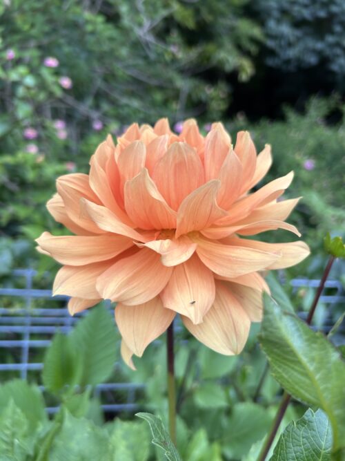 Unknown Orange