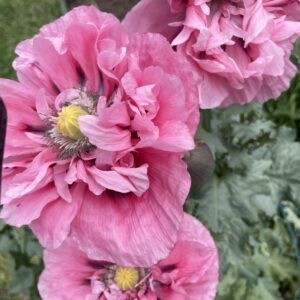 Pink Poppy