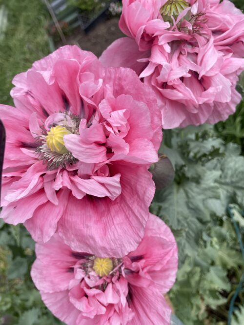 Pink Poppy