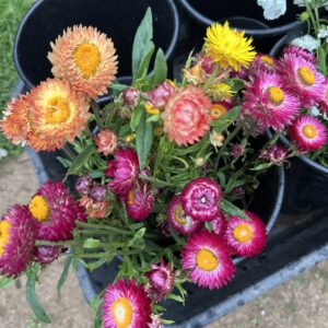 Paper daisy