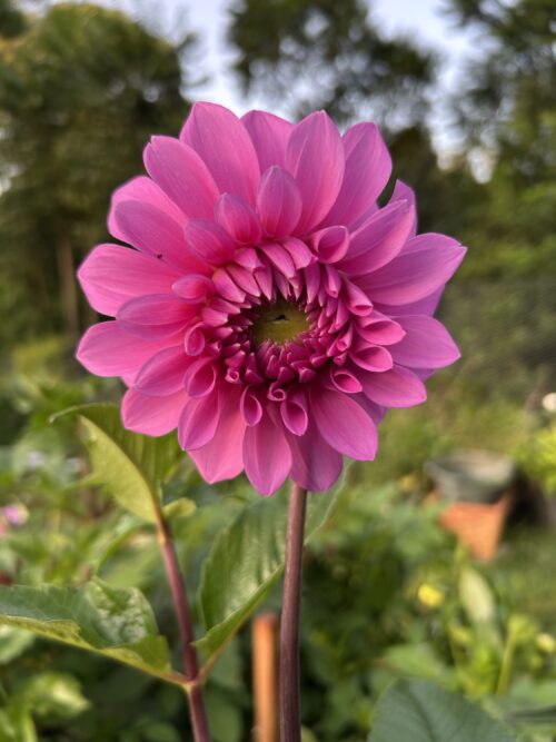 Pink Show