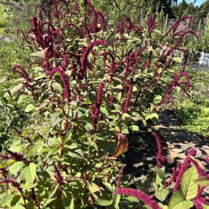 Amaranth