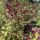 Amaranth