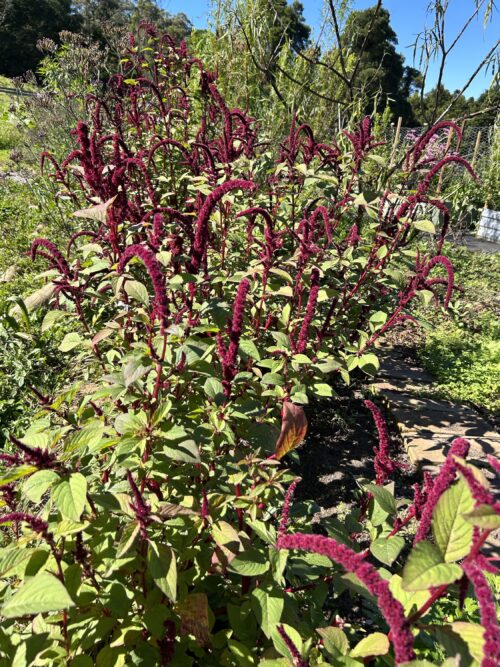 Amaranth