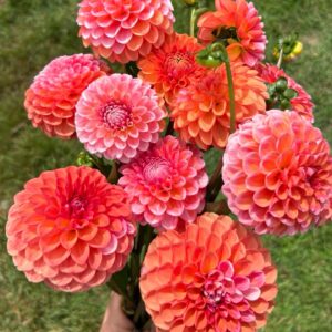 Pack - Florelie Favourites