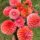 Pack - Florelie Favourites