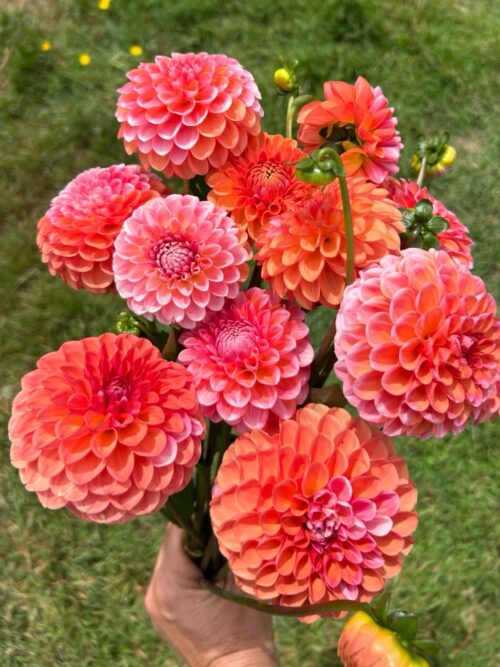 3ecdabef-d0e3-46af-b734-81cd9a30c8ff-3 Pack - Florelie Favourites