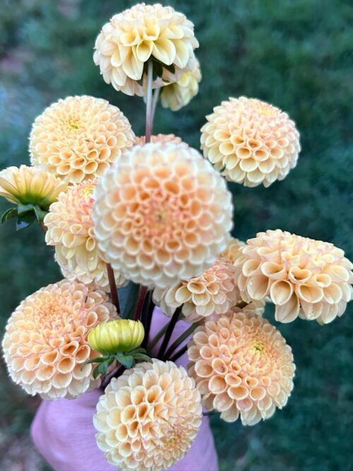 Pack - Perfect Poms