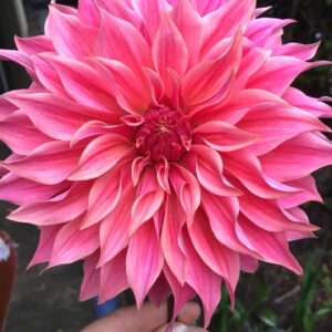 Pack - Big Blooms