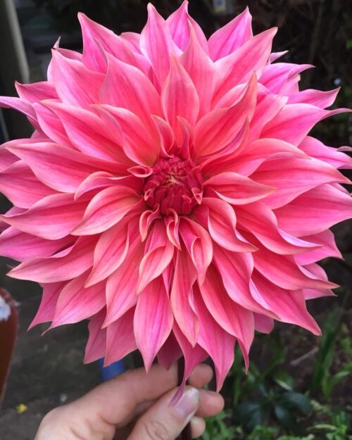 Pack - Big Blooms