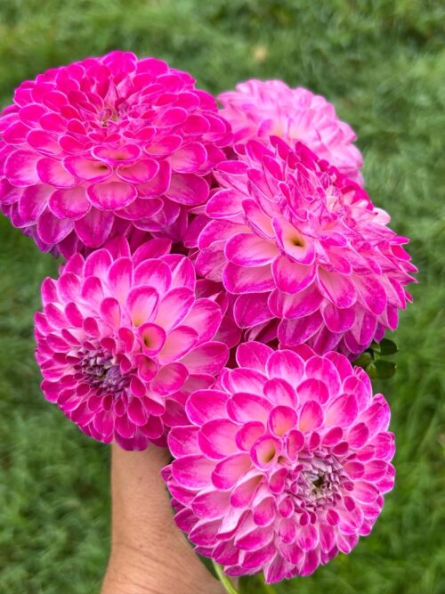 f46b021b-5089-49a5-ae2c-57f77b508109-2 Pack - Florelie Favourites