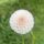 Pack- Cut Flower Favourites