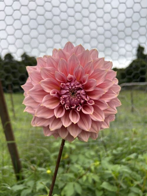Pack - Big Blooms