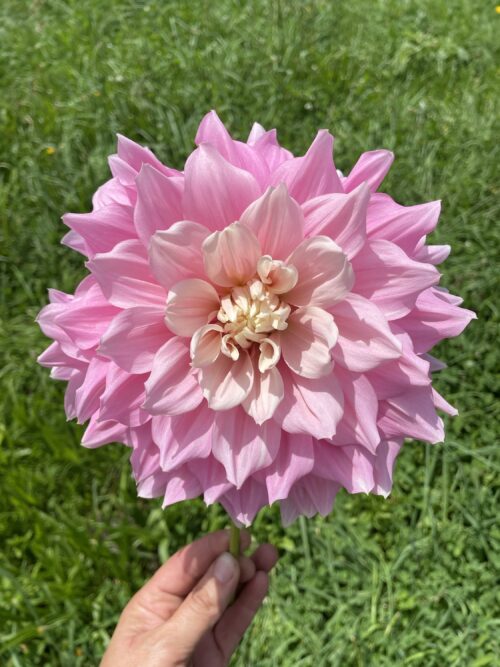 Pack - Big Blooms