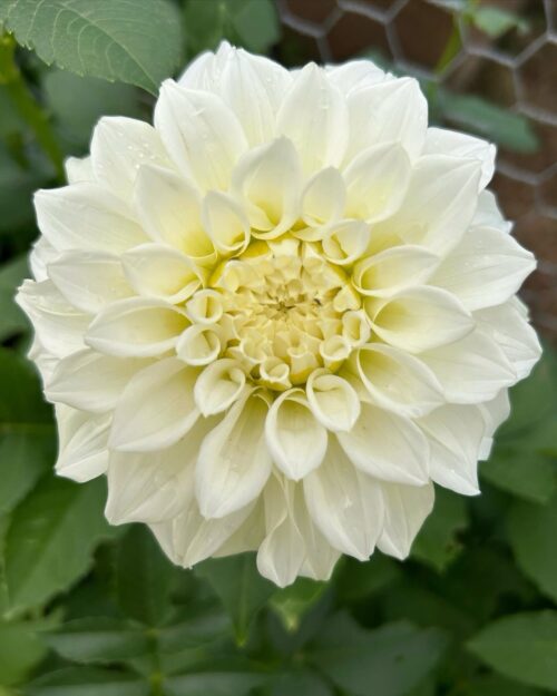 Pack - Big Blooms