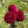 Pack- Cut Flower Favourites