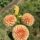 Pack- Cut Flower Favourites