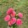 Pack - Perfect Poms