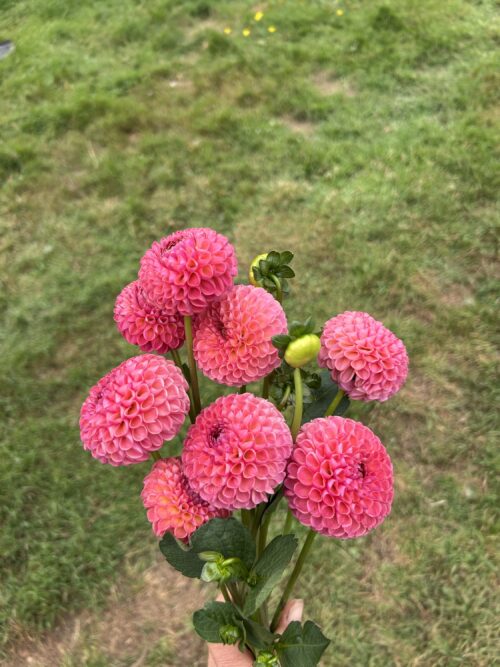 Pack - Perfect Poms