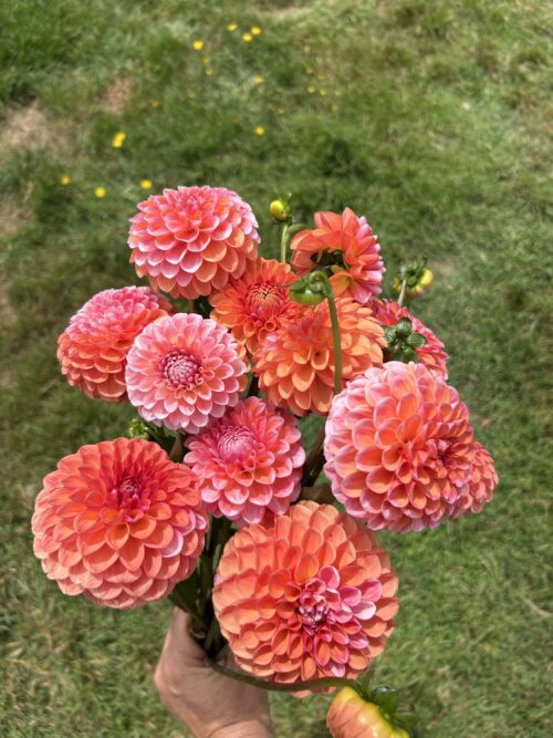img_3528 Pack- Cut Flower Favourites