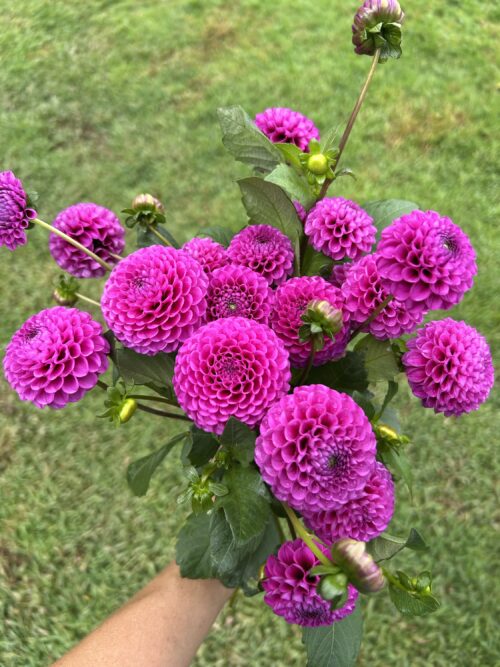 img_4303-2 Pack - Florelie Favourites