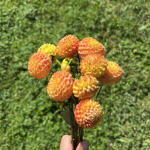 Pack - Perfect Poms