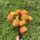 Pack - Perfect Poms