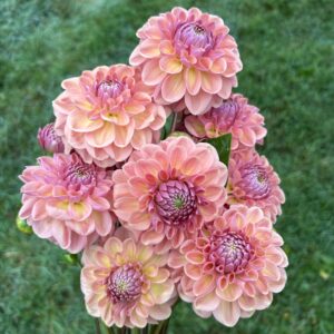 Pack- Cut Flower Favourites