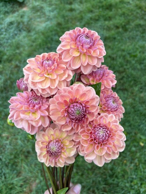 img_4432-3 Pack- Cut Flower Favourites