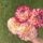 Pack- Cut Flower Favourites