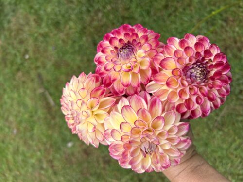 img_4467-2 Pack- Cut Flower Favourites