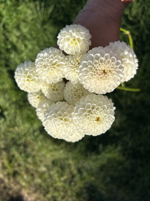 Pack - Perfect Poms
